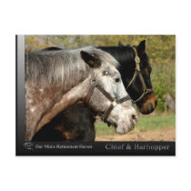 Chief - Appaloosa from the movie Prancer Post Card