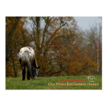 Chief - Appaloosa in the move Prancer Post Cards