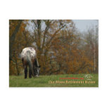 Chief - Appaloosa in the move Prancer Post Cards