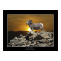 CHIEFTAIN BIG HORN SHEEP Poster posters by RavenSpiritPrints CHIEFTAIN BIG HORN SHEEP Poster posters
