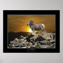 CHIEFTAIN BIG HORN SHEEP Poster
