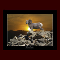 CHIEFTAIN BIG HORN SHEEP Poster posters by RavenSpiritPrints CHIEFTAIN BIG HORN SHEEP Poster posters