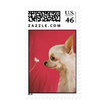 Chihua-hua postal stamps by Natasha_R_Graham Chihua-hua postal stamps