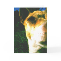 Chihuahua Affections Greeting Card