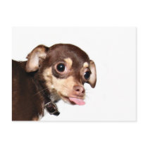 Chihuahua attitude postcard