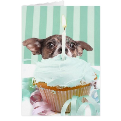 Chihuahua Birthday Cake Greeting Card Zazzle