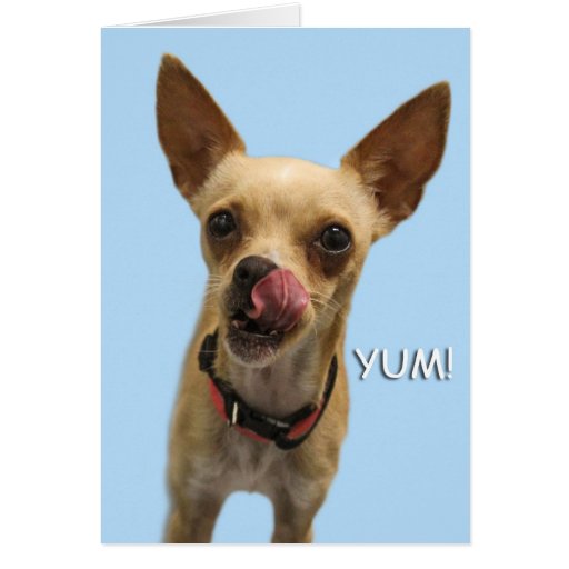 Chihuahua Birthday Card by Focus for a Cause | Zazzle