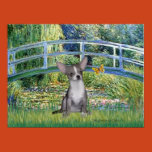 blue and cream chihuahua, chihuahua prints, dogs,