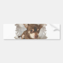 Chihuahua Bumper Sticker