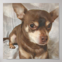 Chihuahua Canvas Print