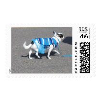 Chihuahua Cinco de Mayo Stamps stamps