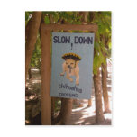 Chihuahua Crossing in Belize Postcards