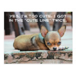 Chihuahua "Cute Line" Dog Postcard