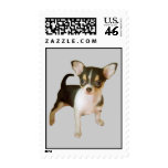 Chihuahua Cutie Postage Stamp