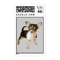 Chihuahua Cutie Postage Stamp