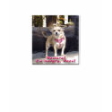 Chihuahua Dog - Beware! I'm hungry, Paco! t-shirts