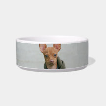 Chihuahua dog cat bowl