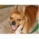 Chihuahua dog photo sculptures