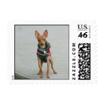 Chihuahua dog postage stamps