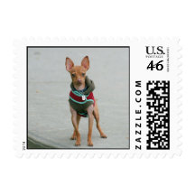 Chihuahua dog postage stamps