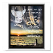 Chihuahua eyes for Baby Chloe posters