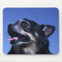 chihuahua face mousepads