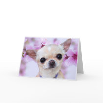 Chihuahua  greeting card