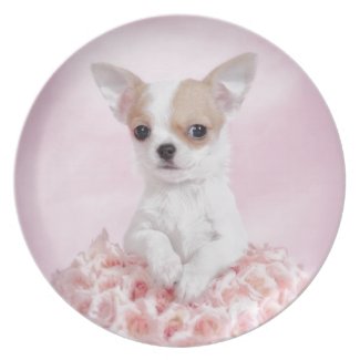 Chihuahua in pink with roses