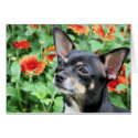 Chihuahua Isabella 41 card