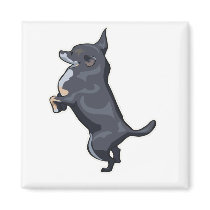 Chihuahua magnets