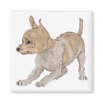 Chihuahua magnets