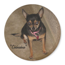 Chihuahua Magnet by OurSouthernCharm Chihuahua Magnet