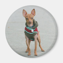 Chihuahua magnet