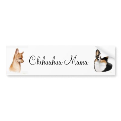 Chihuahua Dog Mexico