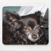 Chihuahua . mousepads by Acorns_tree Chihuahua . mousepads