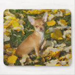 Chihuahua Mousepad