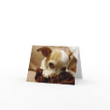 Chihuahua Note Cards by gsiverson Chihuahua Note Cards