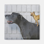 Chihuahua on Great Dane's back Fridge Magnets