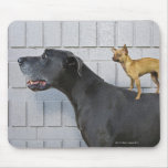 Chihuahua on Great Dane's back Mouse Pads