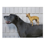 Chihuahua on Great Dane's back Post Cards
