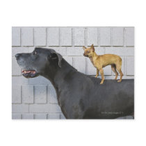 Chihuahua on Great Dane's back Post Cards