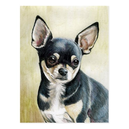 Chihuahua Original Art Postcard from Zazzle.com