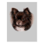 Chihuahua Pastel Painting postcards