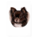 Chihuahua Pastel Painting posters