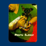 Chihuahua Photo Magnet magnets