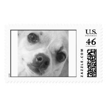 Chihuahua postage