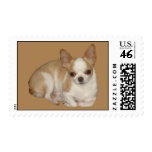 Chihuahua Postage Stamp