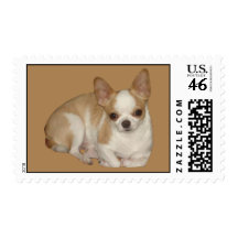 Chihuahua Postage Stamp