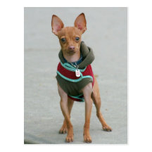 Chihuahua Postcard