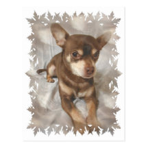 Chihuahua Postcard